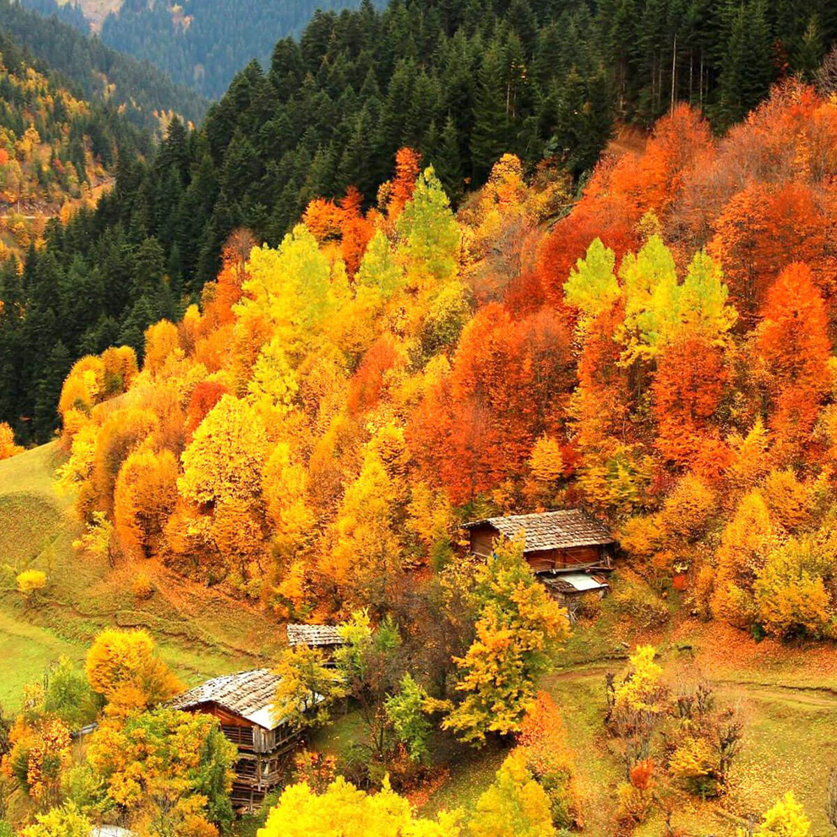 Scenic view of vibrant autumn trees in Turkey's rural landscape.