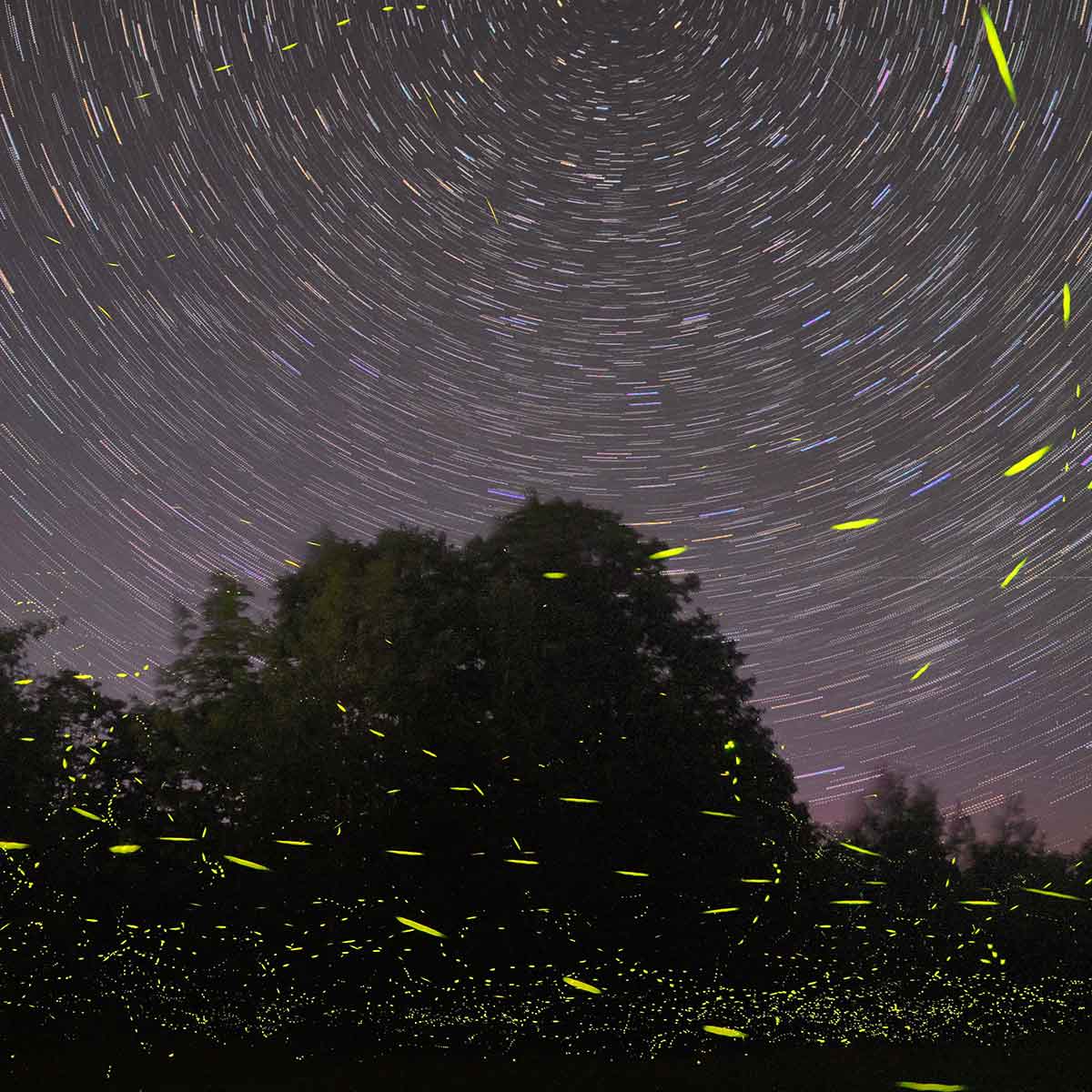 Starlit sky with swirling stars and glowing fireflies illuminating a natural landscape.