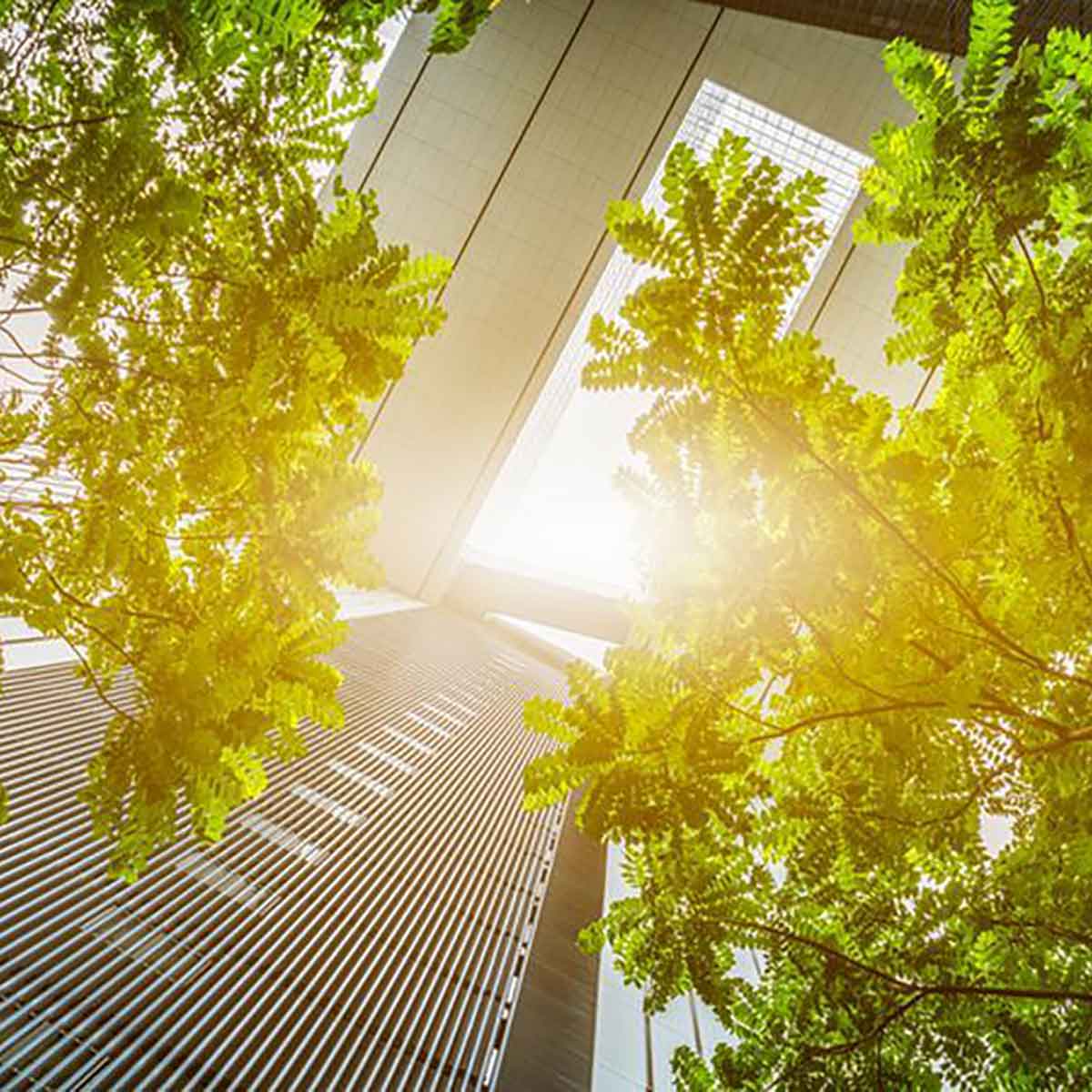 Sunlight filtering through green leaves and urban architecture, symbolizing eco-friendly city design.
