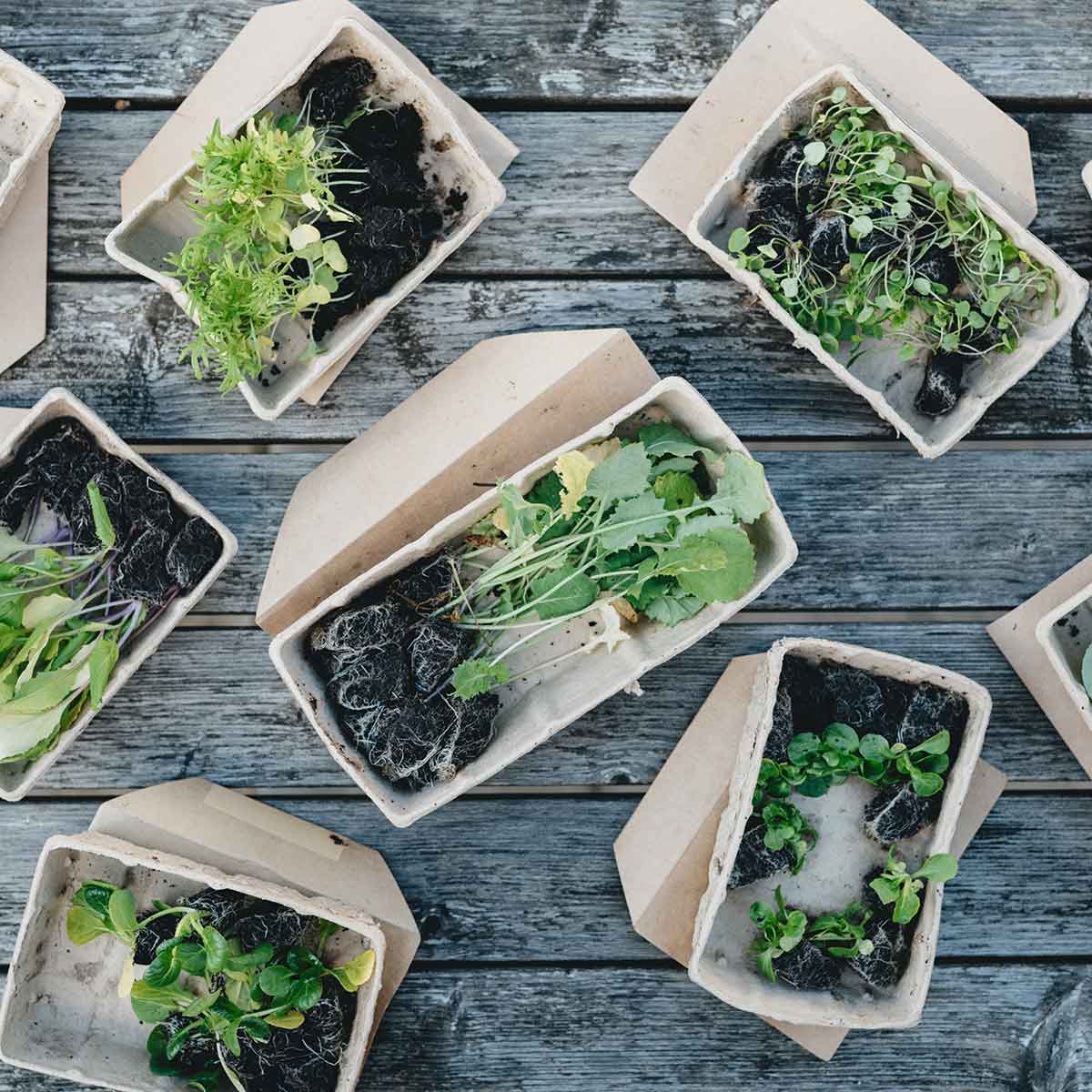 Eco-friendly plant containers with fresh herbs and greens on a wooden surface.