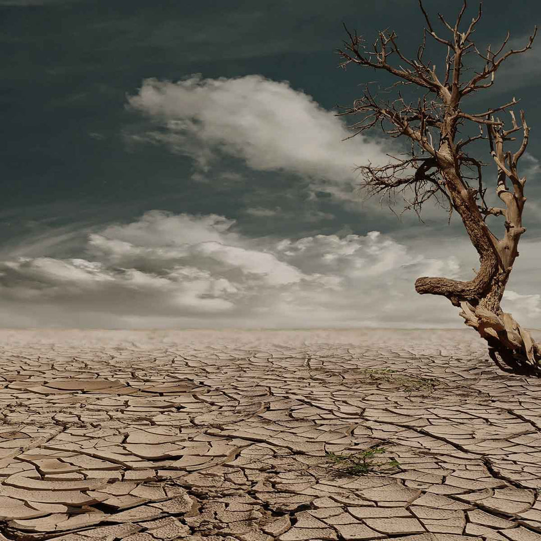 Barren landscape with cracked earth and a solitary tree under a cloudy sky, illustrating environmental degradation.