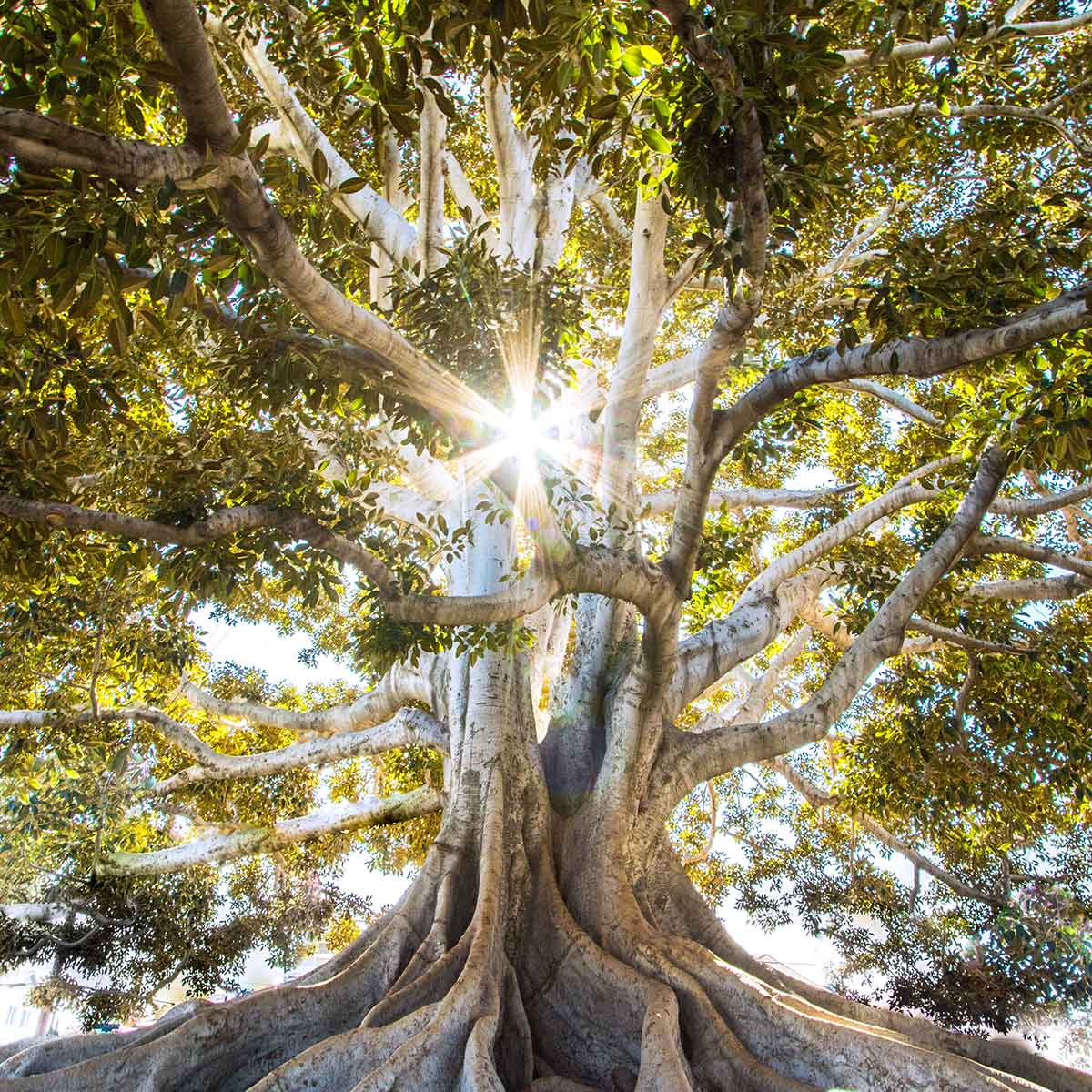 Majestic tree with sun shining through its branches, symbolizing ecological balance and harmony with nature.