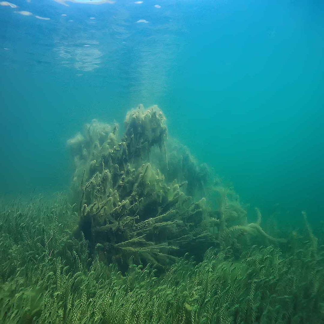 Underwater view of mucilage formations amidst green seagrass in a clear blue sea.