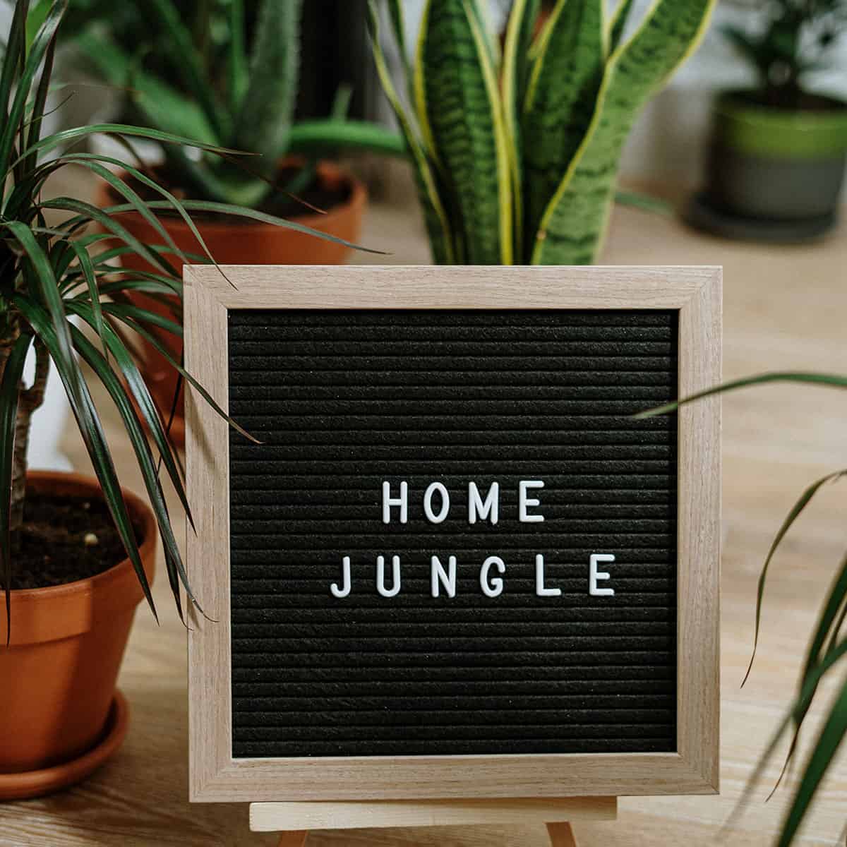 Framed letter board with the words 'Home Jungle' surrounded by indoor plants.