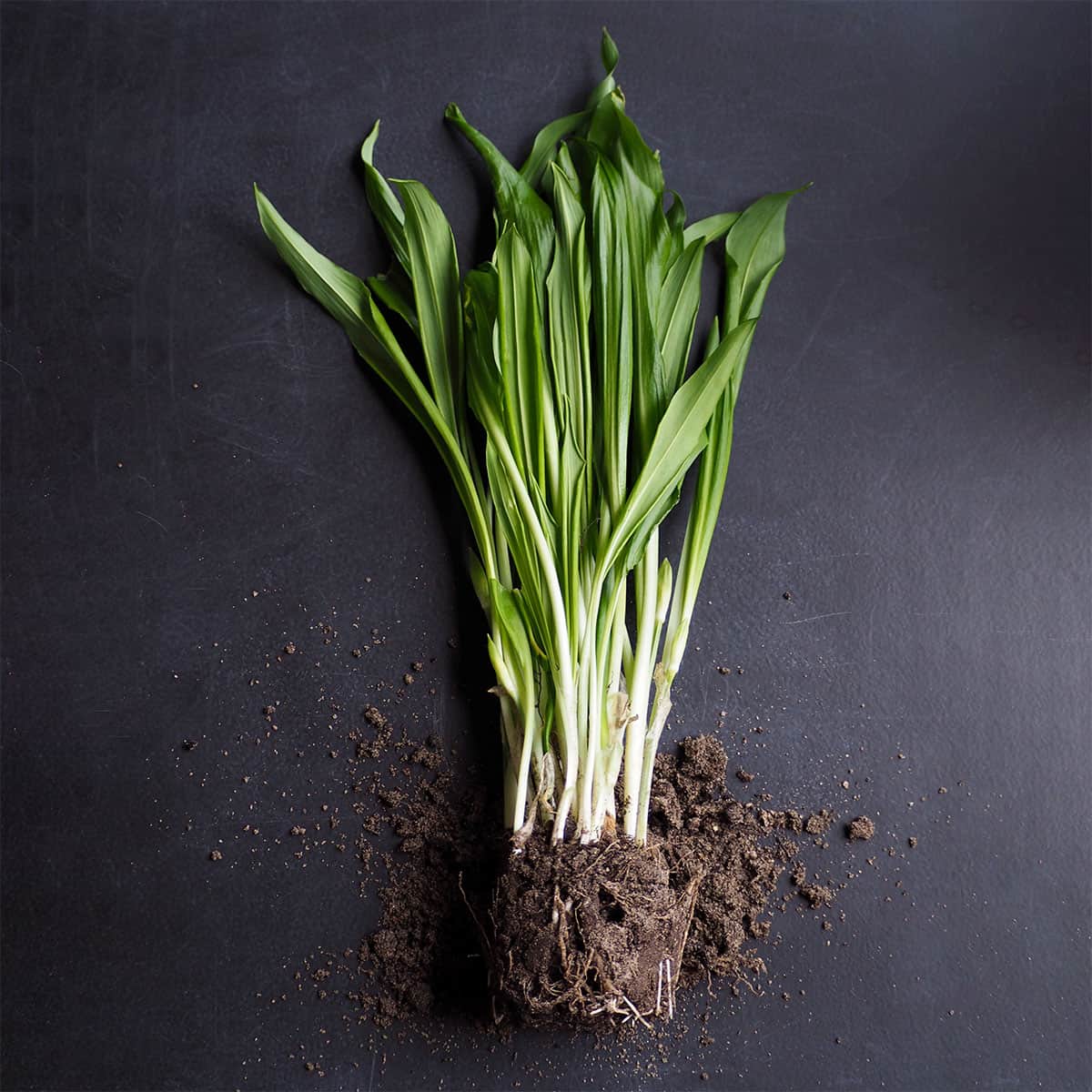 Fresh green plants with rich soil, showcasing the benefits of compost for plant growth.