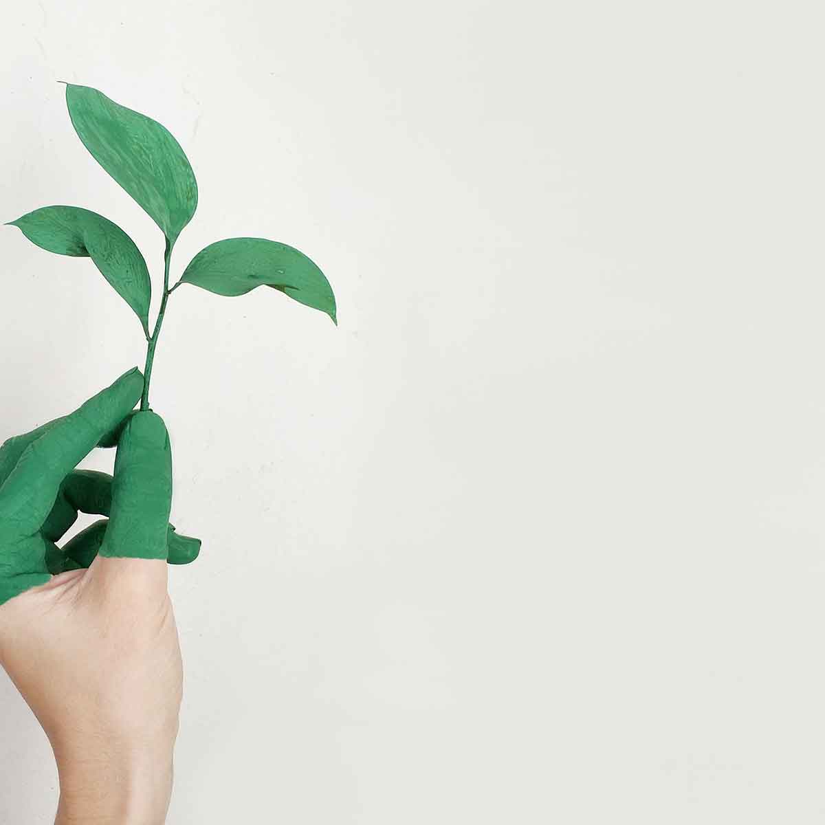 Hand holding a small green plant with green-painted fingers, symbolizing eco-friendliness and sustainability.