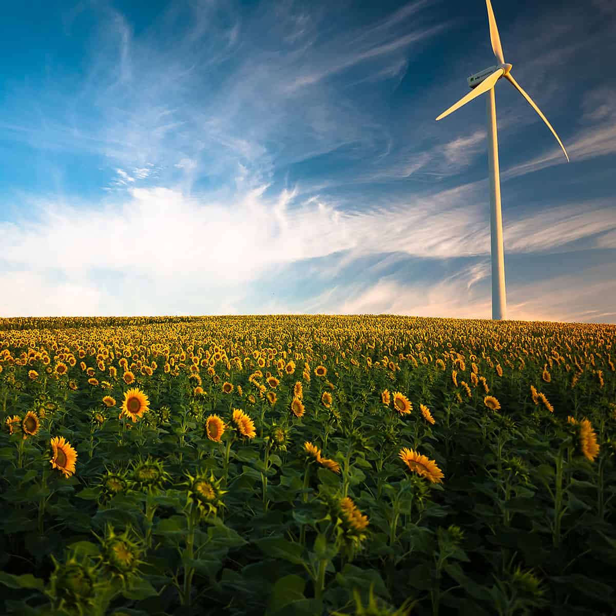 A wind turbine stands over a field of sunflowers under a bright blue sky, symbolizing sustainable energy.