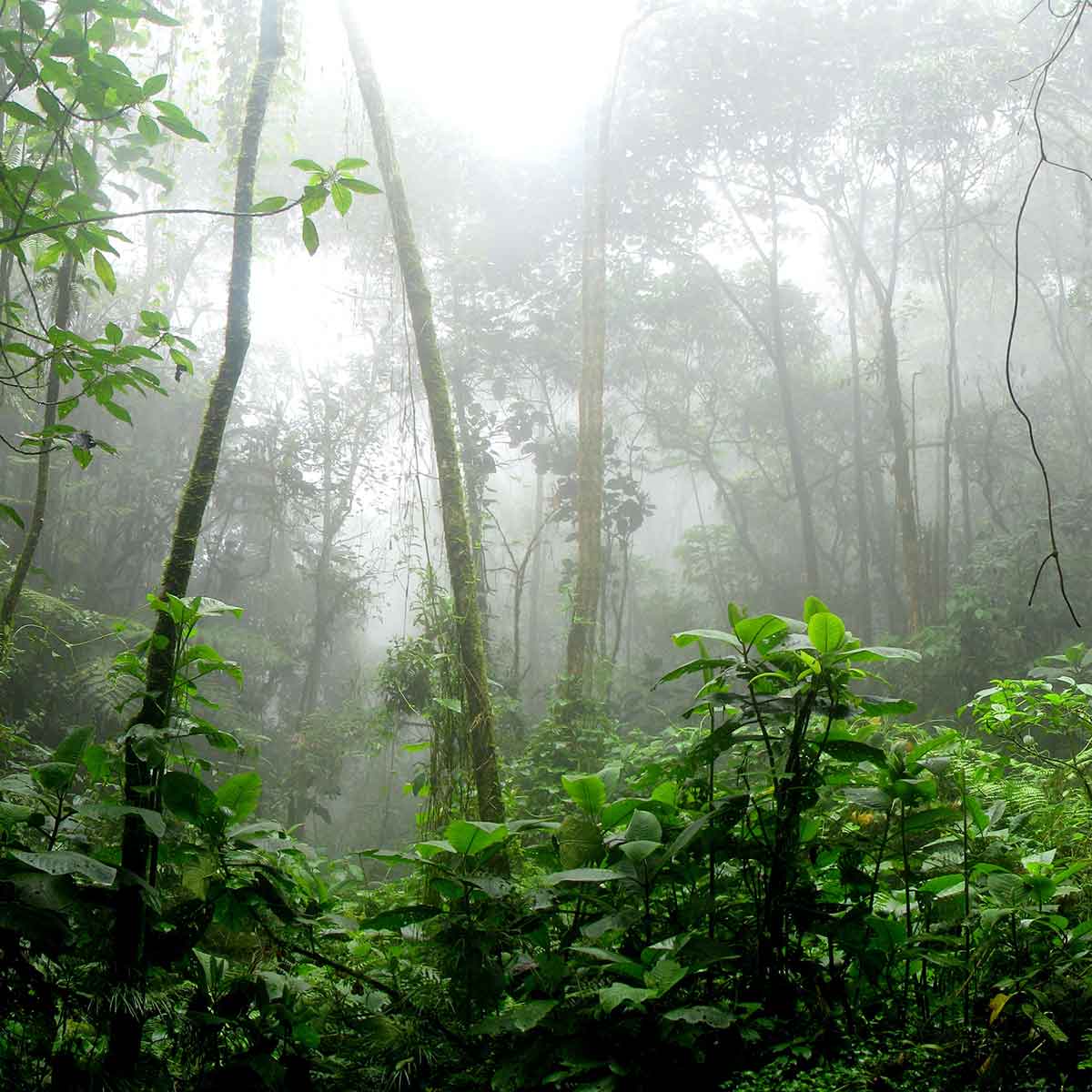 Misty Amazon rainforest filled with lush green vegetation and tall trees.