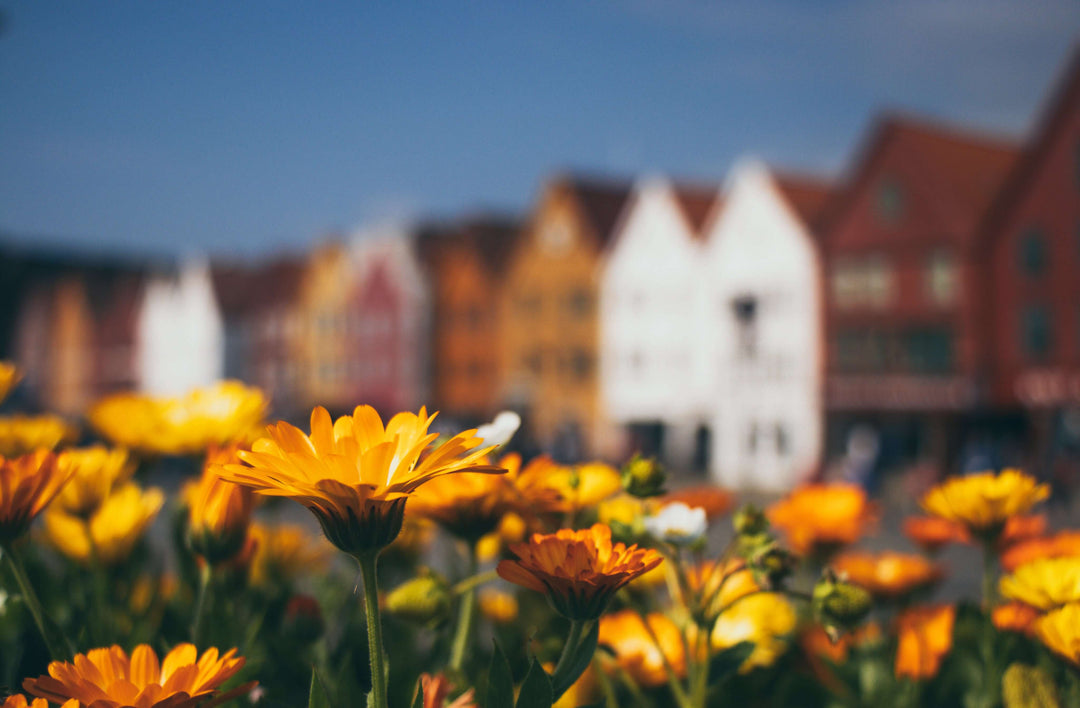 Vibrant orange flowers in the foreground with colorful historic houses in the background under a clear blue sky.