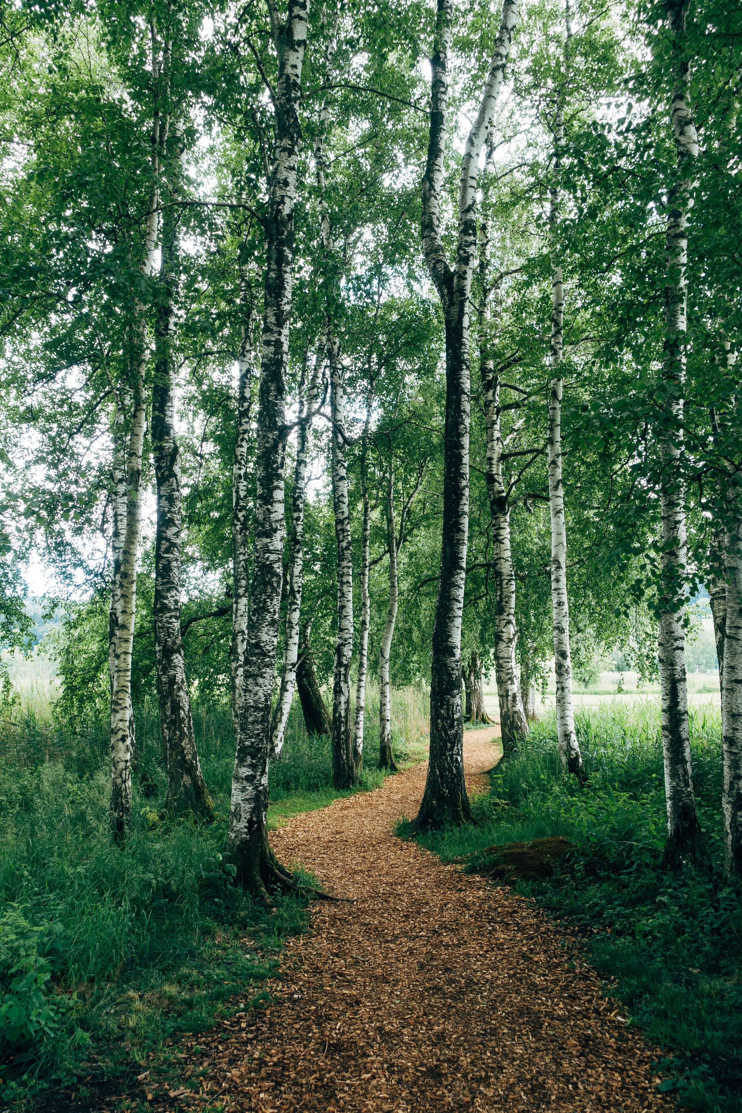 Serene winding path through a lush birch forest with vibrant green foliage and scattered sunlight.