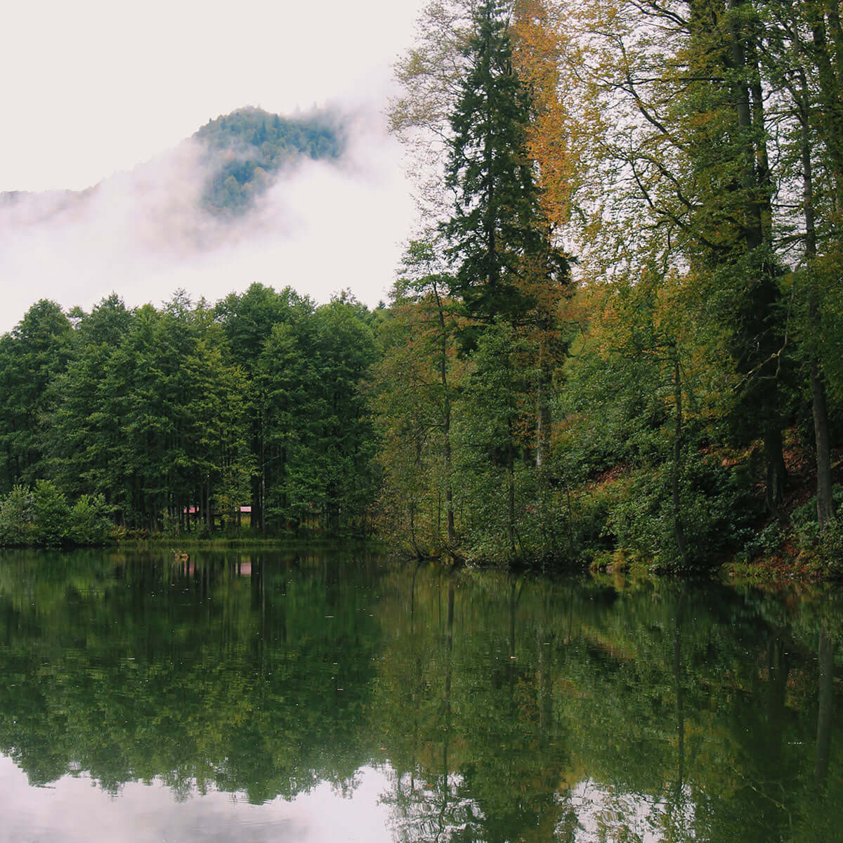 Serene lake surrounded by lush green trees and misty mountains in the background.