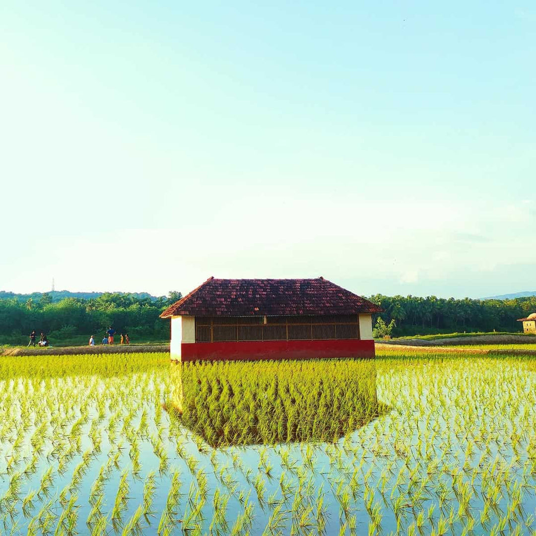Scenic view of a house surrounded by lush green rice fields under a clear blue sky.