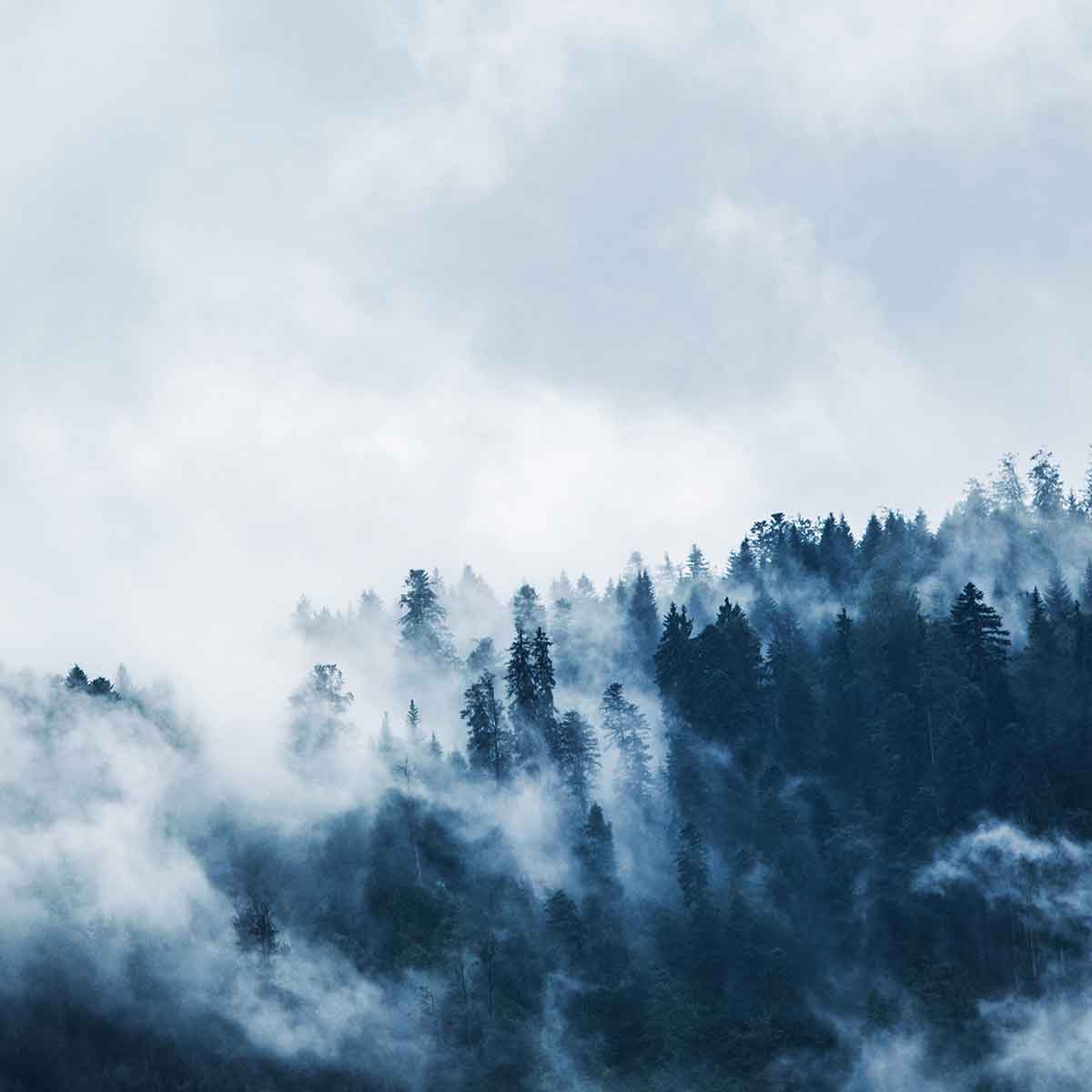 Misty forest landscape with tall trees, symbolizing nature's beauty and the importance of wildfire prevention.