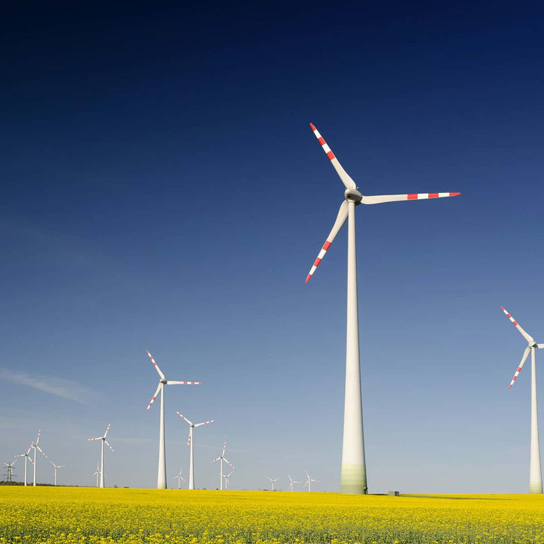 Wind turbines in a yellow flower field under a clear blue sky, representing renewable energy and sustainability.