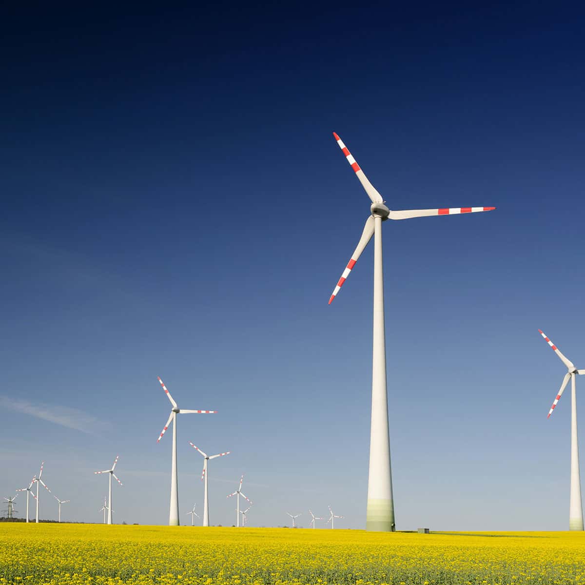 Wind turbines in a yellow flower field under a clear blue sky, representing renewable energy and sustainability.
