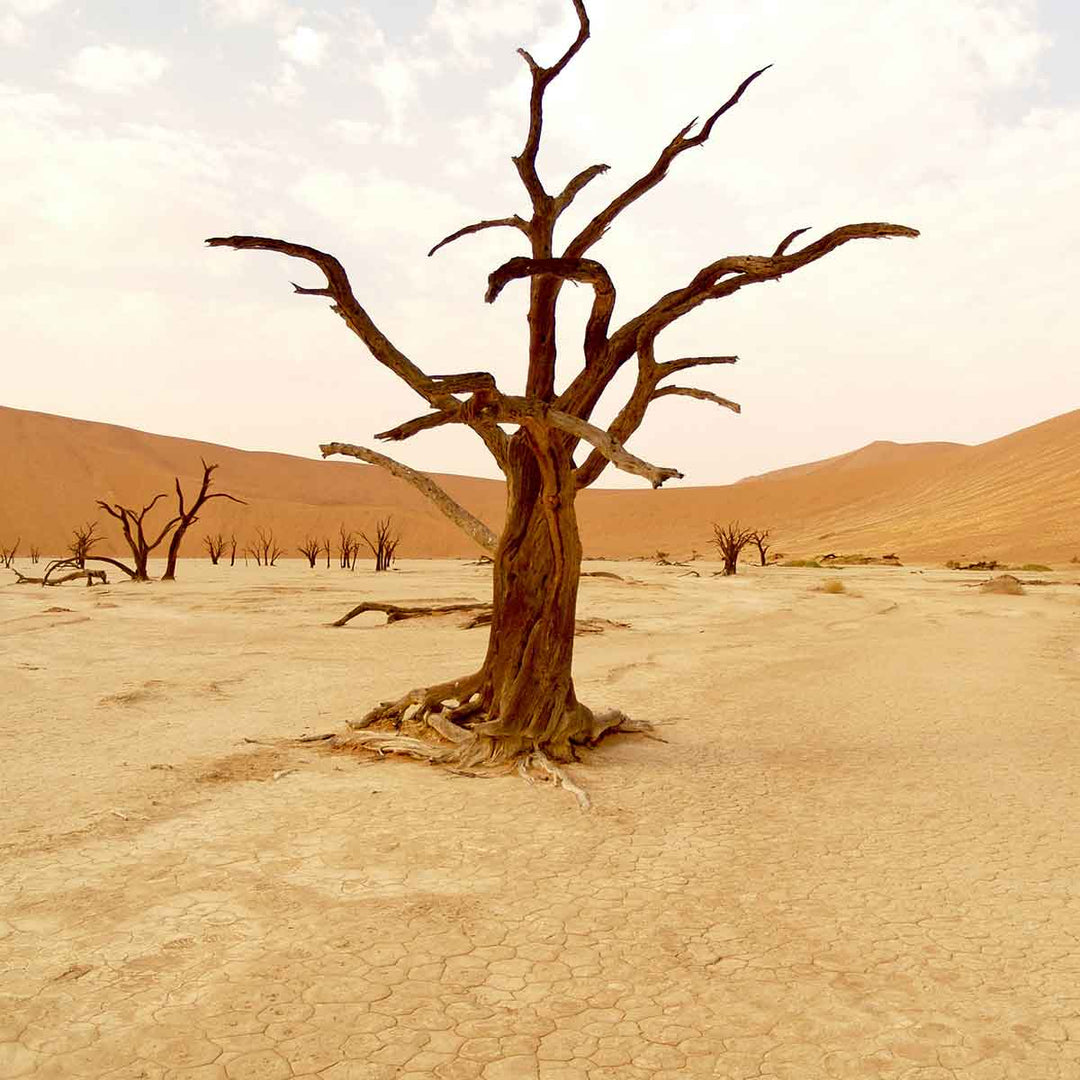 Dried tree standing alone in a barren desert landscape, symbolizing the effects of climate change and environmental crisis.