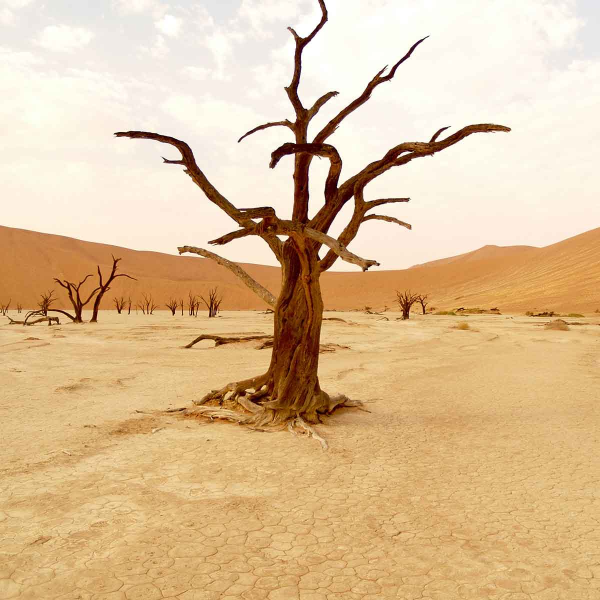 Dried tree standing alone in a barren desert landscape, symbolizing the effects of climate change and environmental crisis.