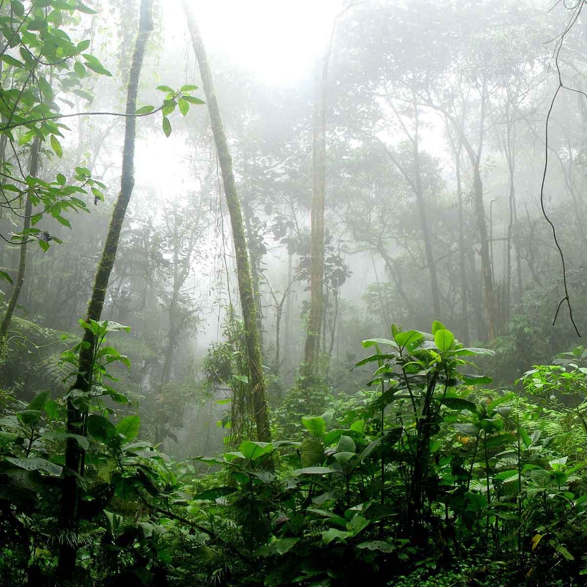 Why Are Amazon Forests Important to the World?