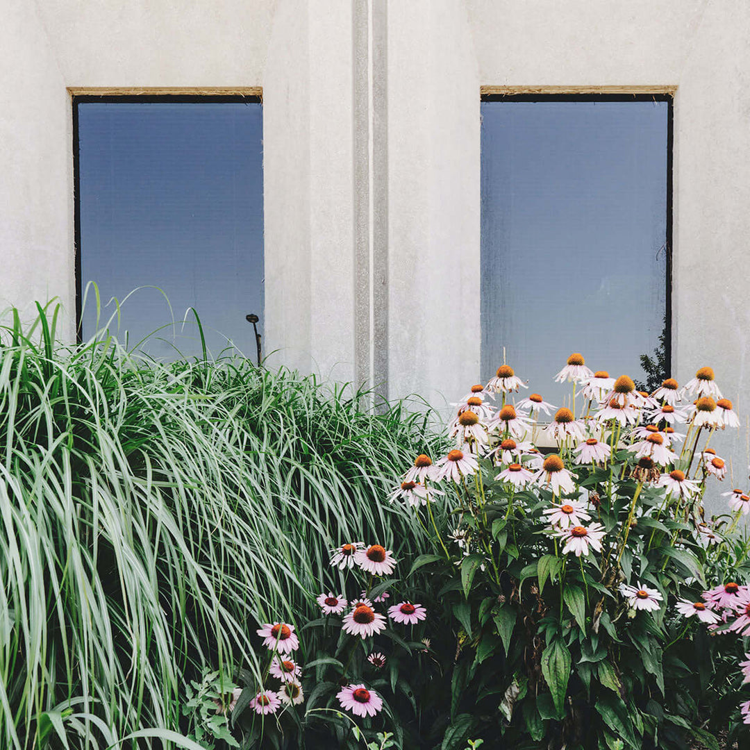 Vibrant flowers and lush grass in front of modern windows, highlighting sustainable landscaping.